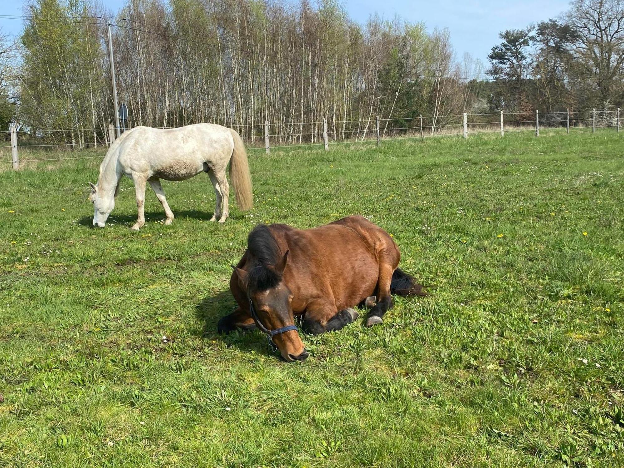 Gite La Cabuche Proche Du Zoo De Beauval Le Controis-en-Sologne Exterior photo
